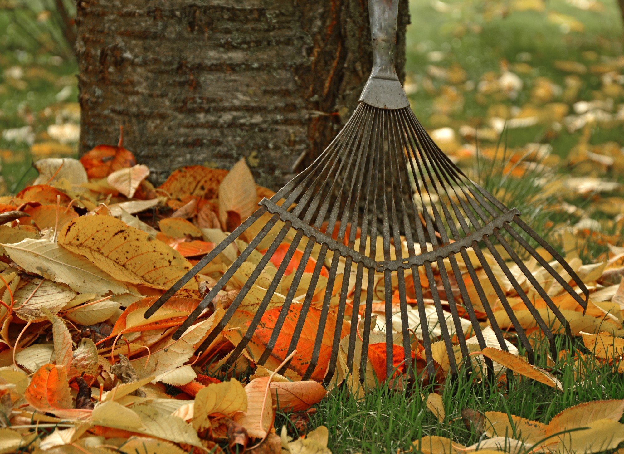 5 Must-Know Fall Property Maintenance Tips for Landlords in Pleasanton, CA
